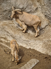 Mountain goats on a cliff