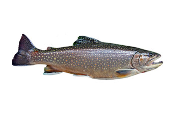 Common trout