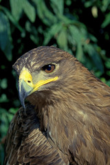 Golden eagle