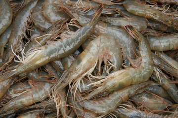fresh prawns