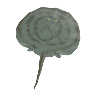 3d render of stingray animal