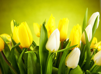 Yellow and white  tulips isolated on green background