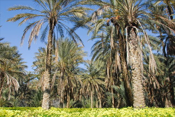 oasis de Mides, palmier dattier 3