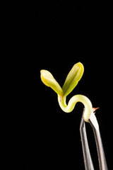 Sunflower sprout
