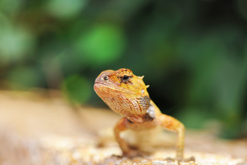 Wild lizard