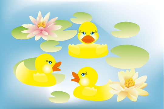 Ducklings swimming in lake with lotus flowers