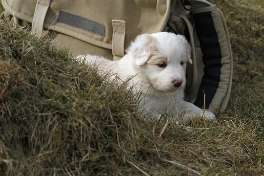 Border Collie Welpe
