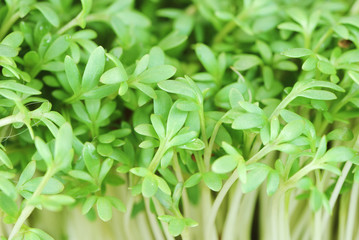 Garden Cress Sprouts