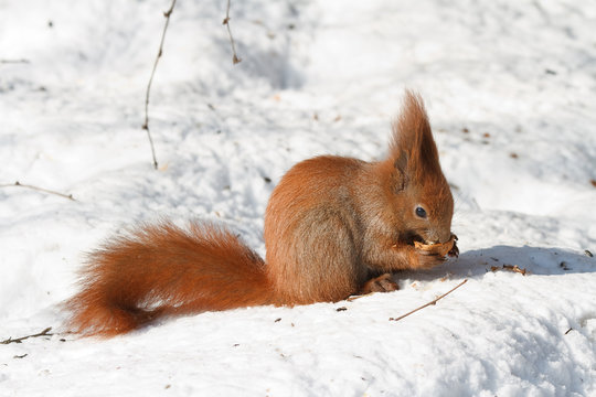 Red squirell with nut in her hands on the snow © FomaA