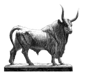 Bull - Taureau
