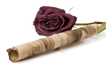 dry red rose and an old scroll on white background