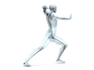 Anatomie - Kampfsport