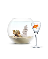 Poisson Rouge - Aquarium - Projet Immobilier