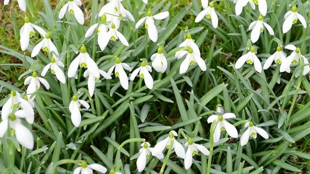 Galanthus nivalis