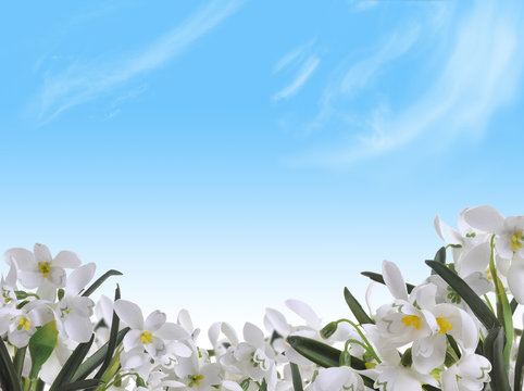 Flowering snowdrops on blue sky background