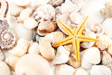 Seashells.