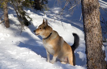 Red  hunting dog  in winter