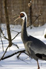 White-naped crane (Grus vipio)