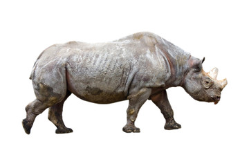 Black rhino or hook-lipped rhinoceros (Diceros bicornis)