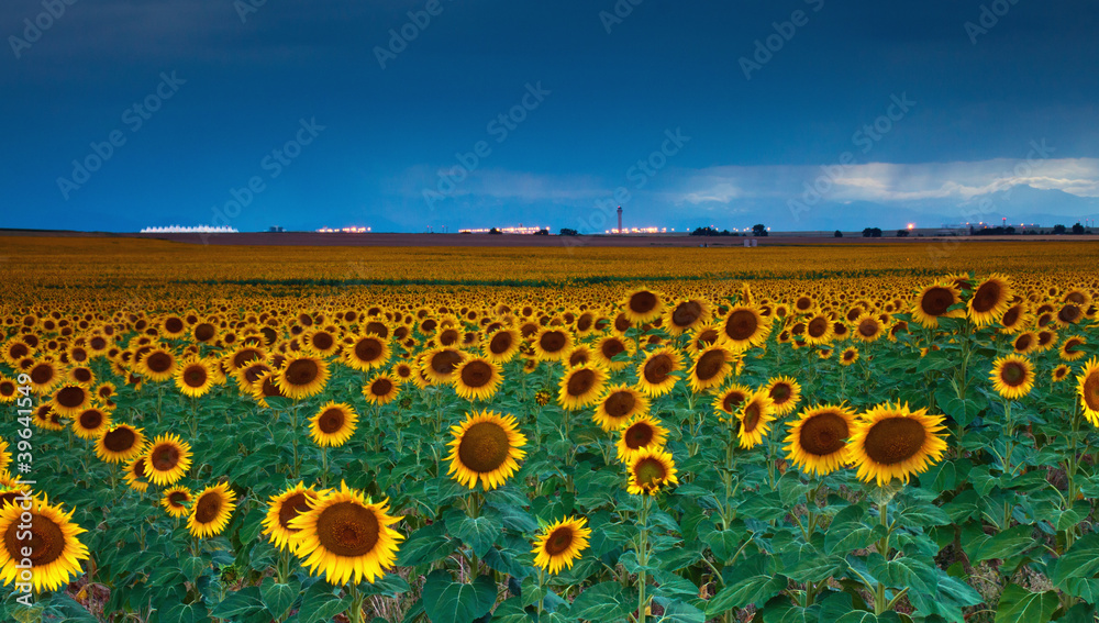 Sticker sunflowers under a stormy sky by denver airport