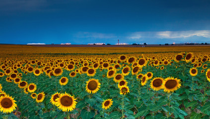 Sunflowers under a stormy sky by Denver airport
