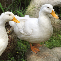close up shot of two white duck