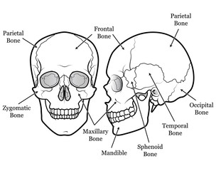 Skull Chart