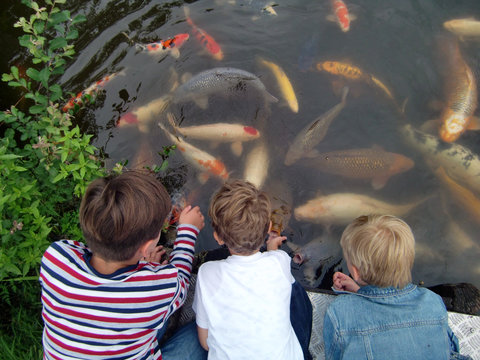 3 Jungs beim Fische f&uuml;ttern