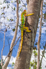 Panther chameleon