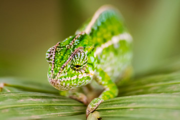 Panther chameleon