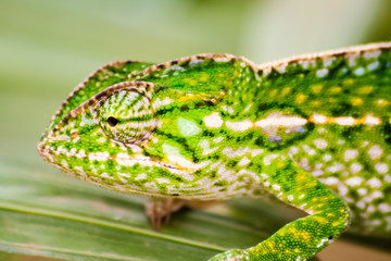 Panther chameleon