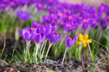 Obraz premium Krokus - Crocus 66
