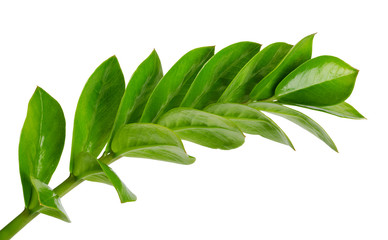 Fototapeta na wymiar Branch with a green leaves