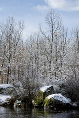 Fototapeta na wymiar Snowy forest
