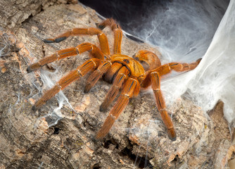 Tarantula Den
