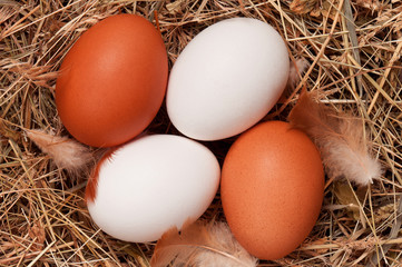 Eggs in nest