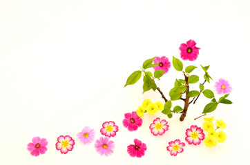 春の新緑と彩る花々