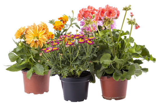 verschiedene Fr&uuml;hlingsblumen, freigestellt auf Wei&szlig;