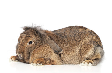 Lop-eared rabbit