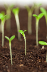 Green seedling