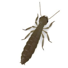3d render of termite reproductive