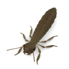 3d render of termite reproductive