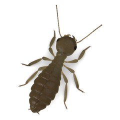 3d render of termite workers