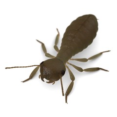 3d render of termite workers