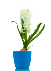 beautiful white hyacinth in blue flowerpot isolated on white