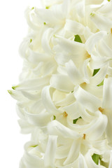 beautiful white hyacinth isolated on white