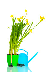 beautiful yellow daffodils, watering can and garden tools