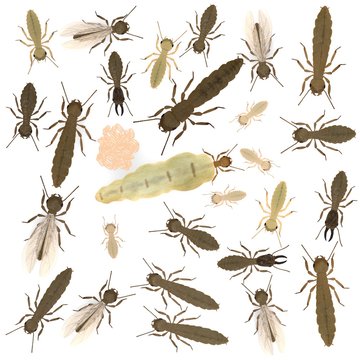 3d render of termite animals