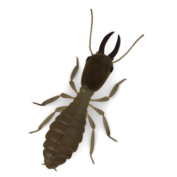 3d render of termite soldier