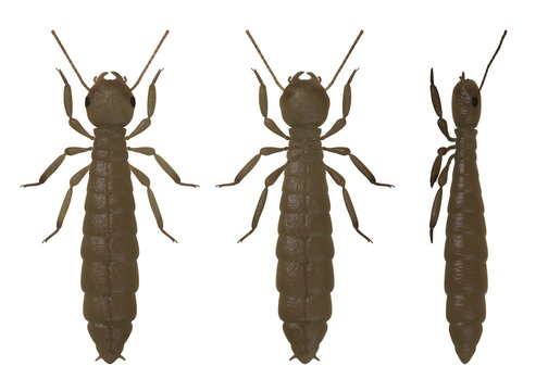 3d render of termite reproductive
